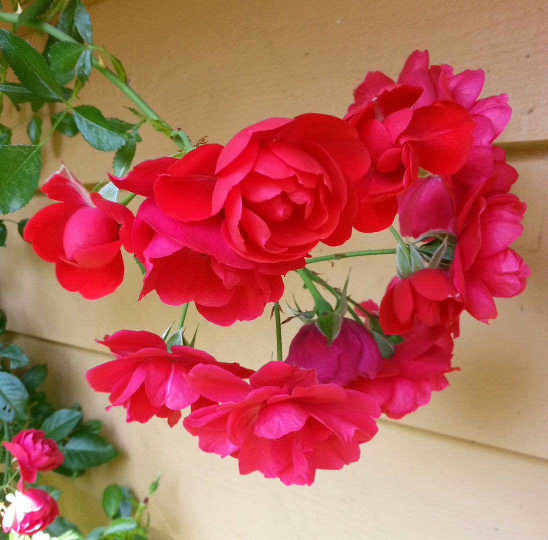  photo 20140823_114555-1_zps9anbfmpm.jpg